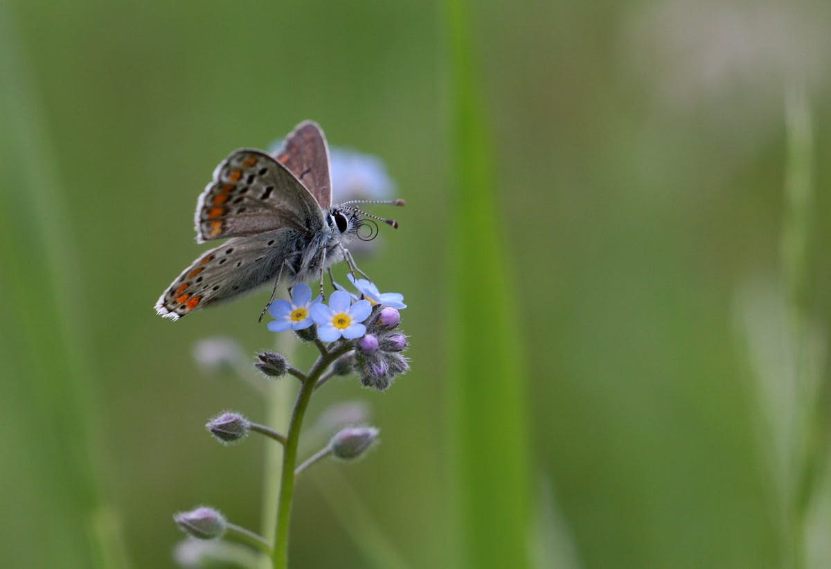 inventaires biologiques