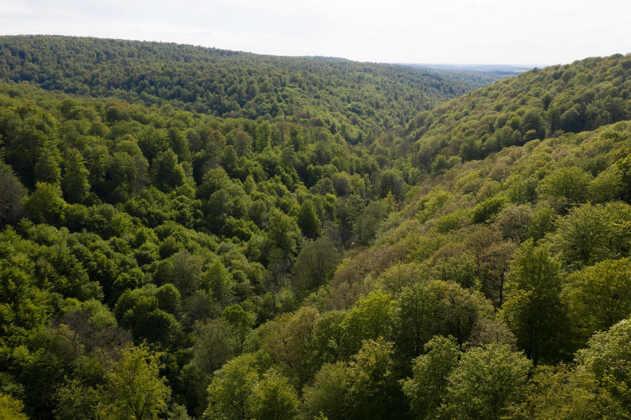 Foret Résiliente DJI 0296 GJ drône 05