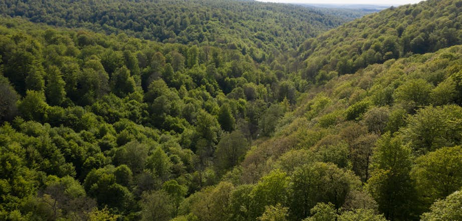 Foret Résiliente DJI 0296 GJ drône 05