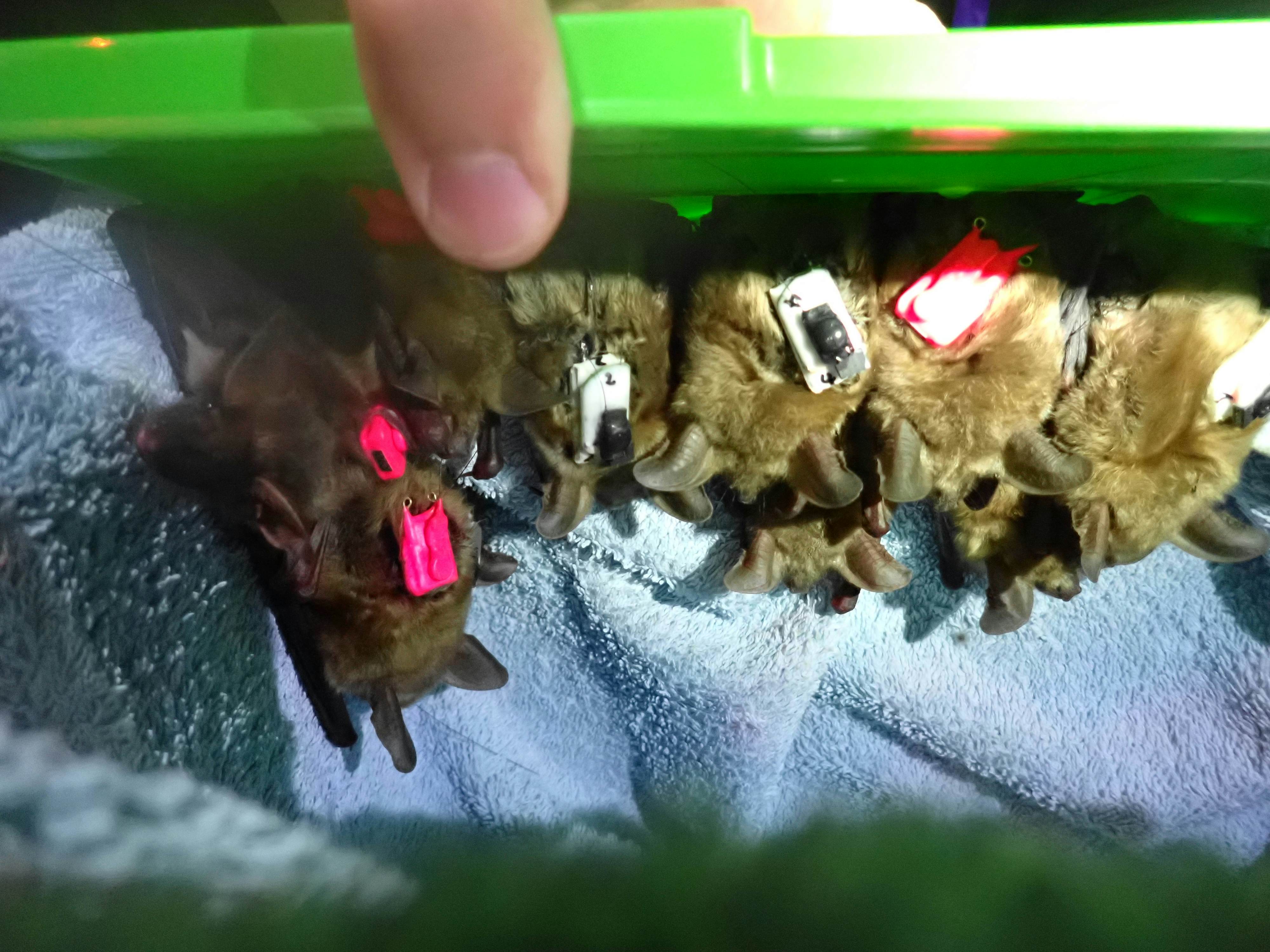 Photo Chiros Eolien Forest P7010904