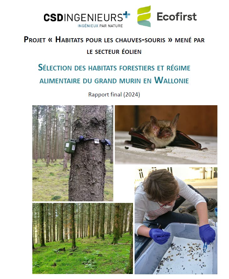 Grands murins Ecofirst CSD